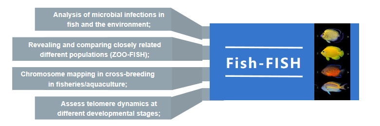 Fig 2. Fish-FISH assay service for fish molecular cytogenetics.
