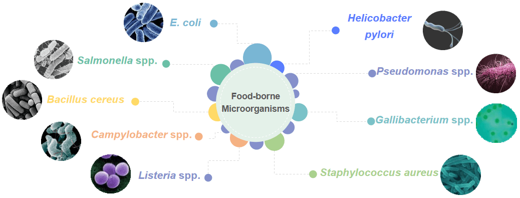 Sources of microbiological probes available in our service. - Creative Bioarray