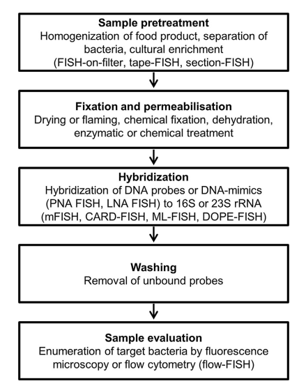 Schematic representation of a FISH experiment. Overview of the five steps in a FISH experiment including special adaptations with relevance for the use in food microbiology. (Rohde A, et al. 2015)