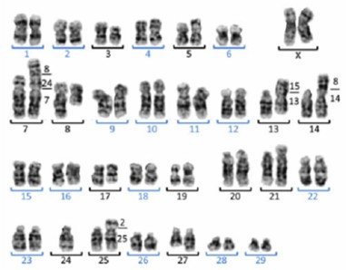 Figure 1. Vero Karyotype generated from Vero cultured cells. G-banded karyotype of Vero cells with 59 chromosomes consisted of 16 homologous pairs (blue numbers) and 13 abnormal chromosomes (black numbers).