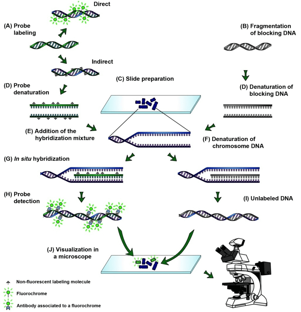 Main steps of the genomic in situ hybridization (GISH).