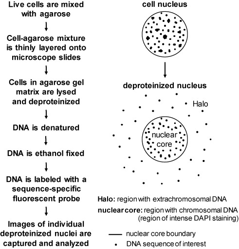 Fig 2.A Halo-FISH method for characterizing extrachromosomal nuclear DNA in mammalian cells. (Godwin L S, et al. 2021)