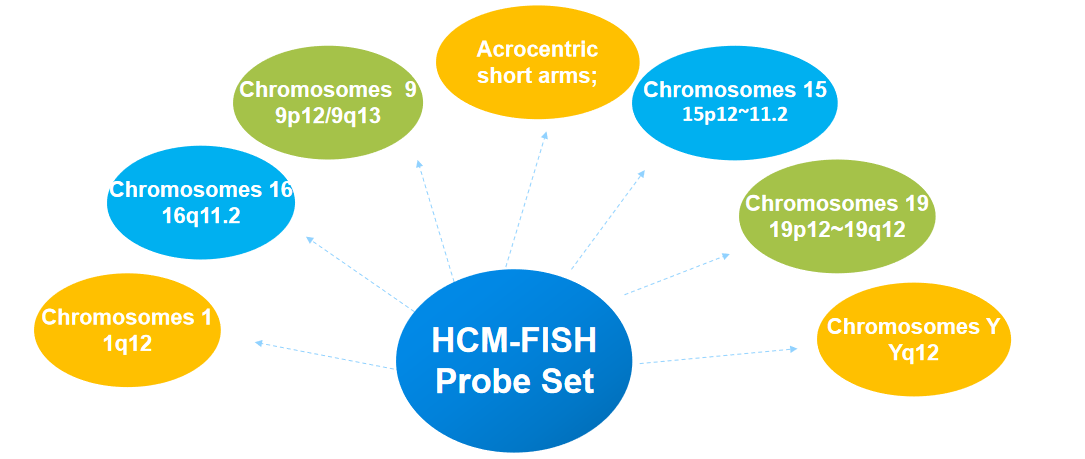 The classic accessible area of the HCM-FISH probe set. - Creative Bioarray