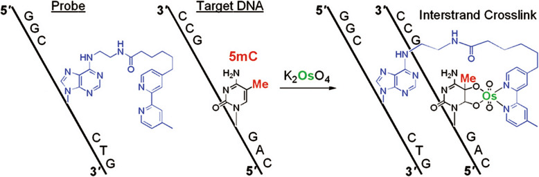 Crosslinking of ICON probe with the target 5mC in DNA by osmium complex formation.