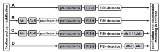 Fig 2. The basic workflow of the four typical variants of the 3D-FISH and 3D-immuno-FISH protocols. (Solovei I, et al. 2010)