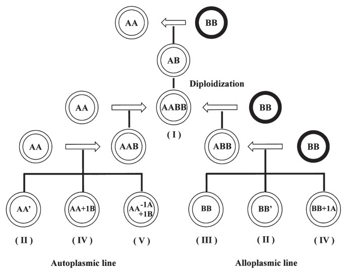 A schematic diagram of a distant hybrid breeding system between species.