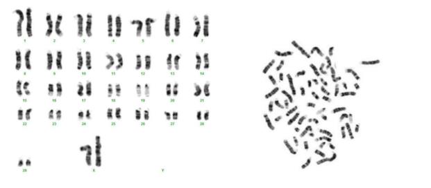 MDBK Cell Chromosomal Aberration Analysis