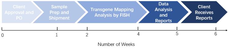 MDBK Cell Line Transgene Integrations QC FISH 2