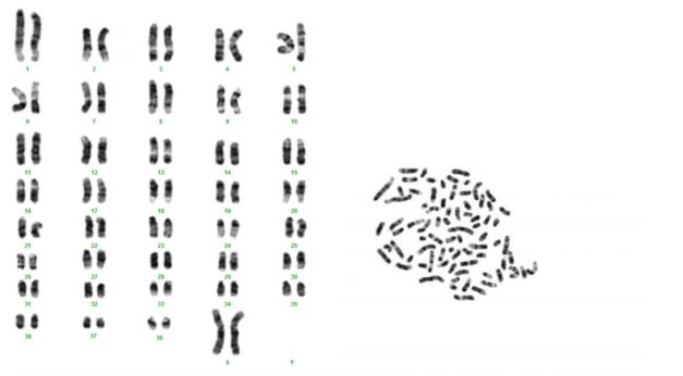 MDCK Cell Chromosomal Aberration Analysis 1