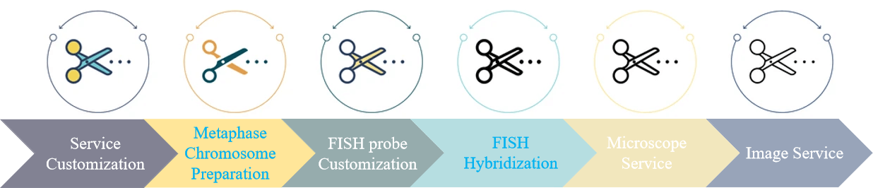 FISH analysis service of metaphase chromosomes.
