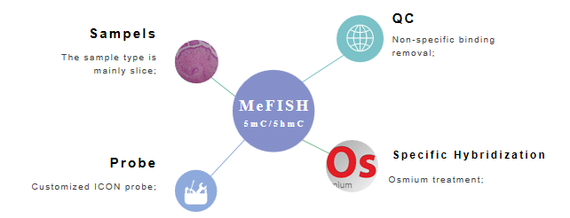 The main points of MeFISH to detect methylation. - Creative Bioarray