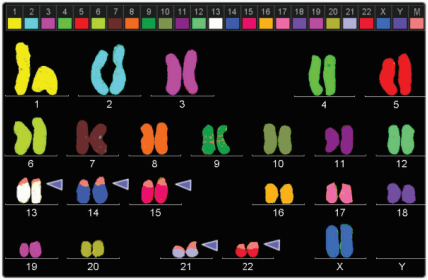 25-color FISH karyogram of normal female metaphase.