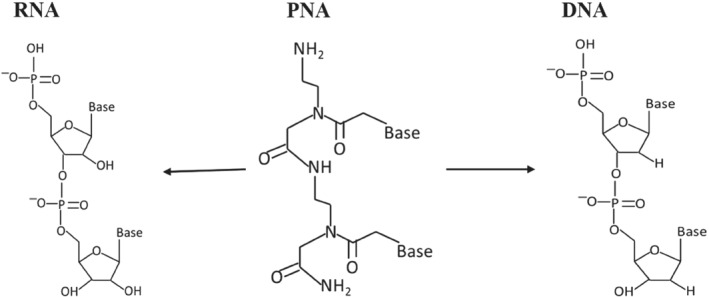 Structural comparison of PNA with RNA and DNA.