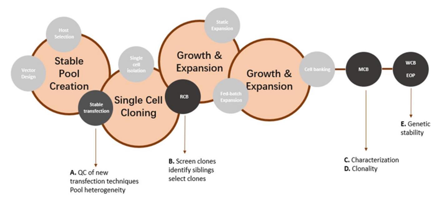 Figure 1. Overview of different stages of cell line development (in circles).