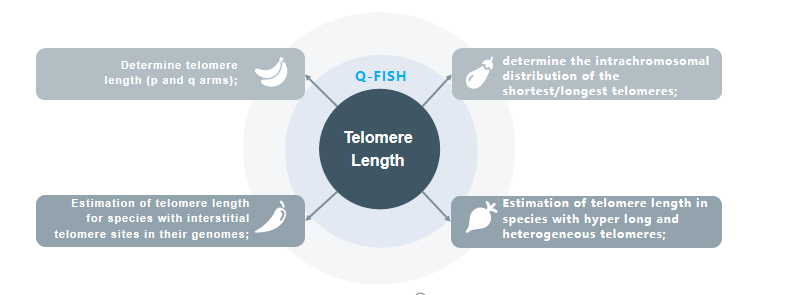 Fig 2. Telomere length assessment by Q-FISH access.