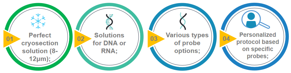 Key points of DNA/RNA FISH analysis in tissue cryosections. - Creative Bioarray