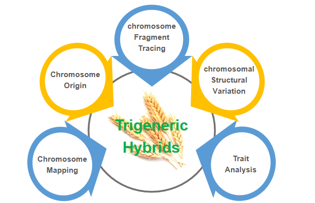 Chromosomal identification for trigeneric hybrids. - Creative Bioarray