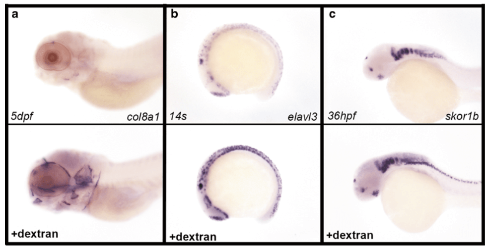 Fig 1. 2 Effect of Dextran Sulfate on whole-mount in situ hybridization.  (Thisse B, et al. 2014)