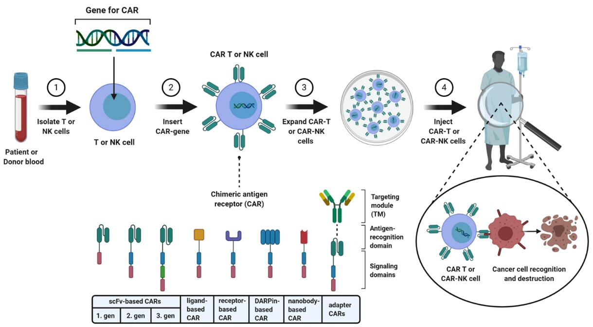 Schematic illustration of a CAR-T or CAR-NK cell therapy, which uses primary immune cells.