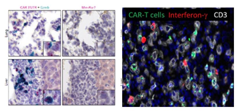 RNAscope assay of CAR-T and TCR-T cells.