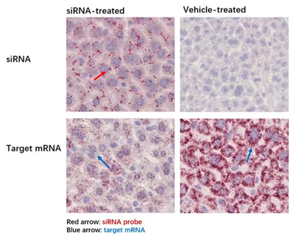 The targeting siRNA was detected using the siRNA probe in the siRNA-treated mouse liver tissue samples and not in the vehicle tissue samples using the RNA ISH assay, indicating successful delivery of the siRNA-based therapy.
