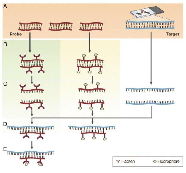 The principles of fluorescence in situ hybridization.