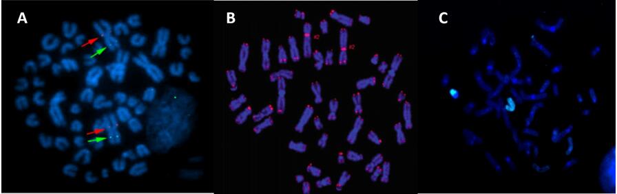 Sheep-specific gene probe (A), human telomere FISH probe (B), and human chromosome X paint probe (C).