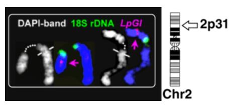 FISH mapping of LpGI gene.