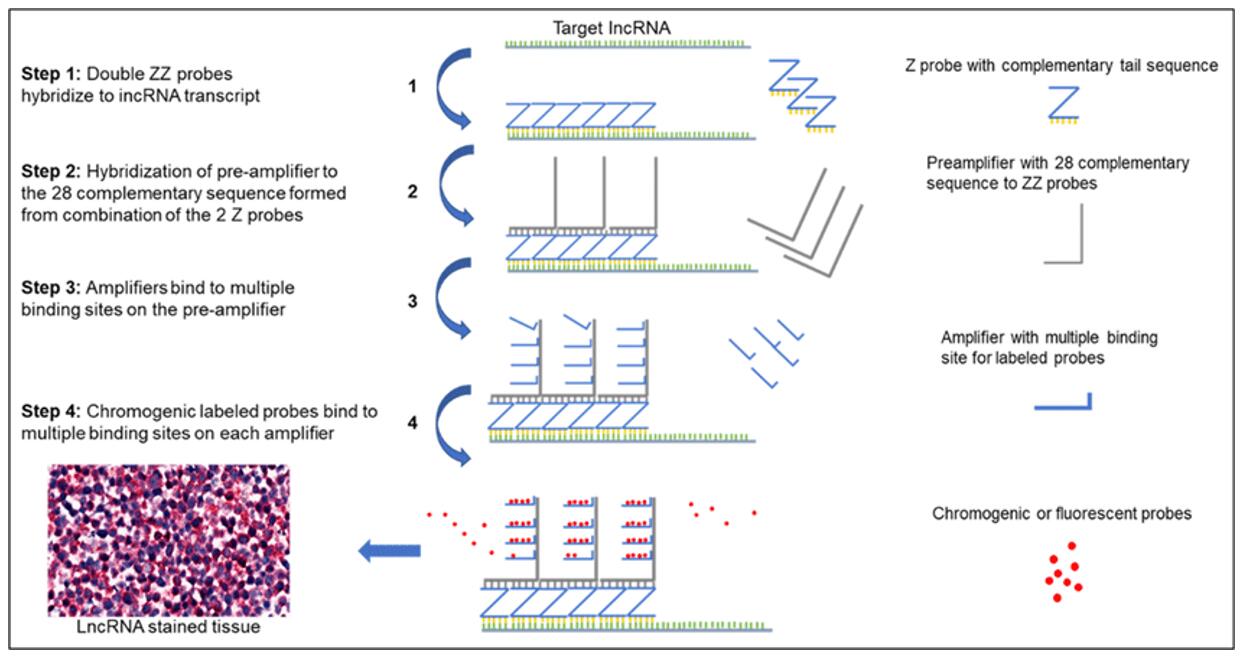 A schematic representation of Z probe-based RNAScope assay for lncRNA analysis.