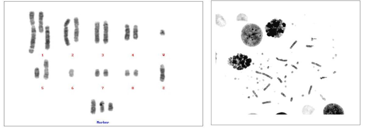 Figure 1. Avian cell karyotype generated from avian-cultured cells.
