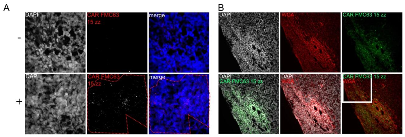 In situ detection of anti-CD19-CAR T cells in mouse xenografts of NSG mice after anti-CD19 CAR T cell infusion