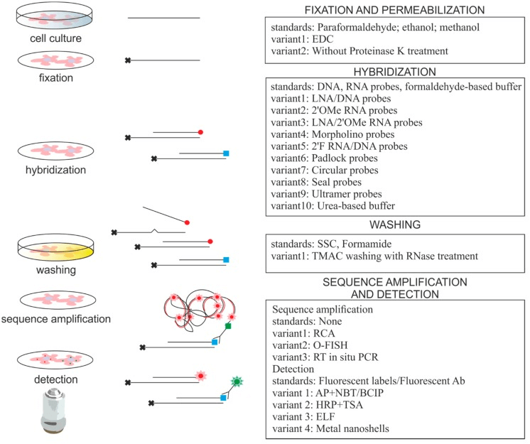  In situ hybridization protocols used for imaging of small RNAs. (Urbanek M O, et al. 2015)