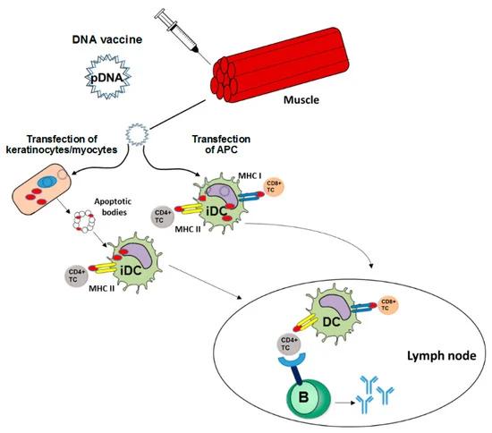 Figure 1. DNA vaccines induce adaptive immune responses.