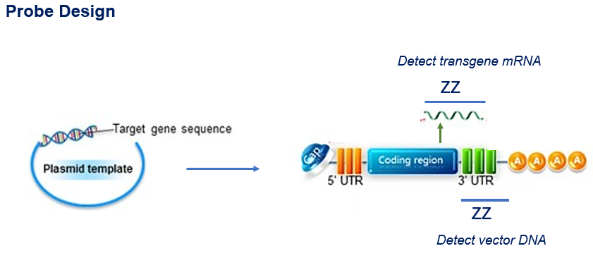 Figure 2. RNA ISH probe design strategy.