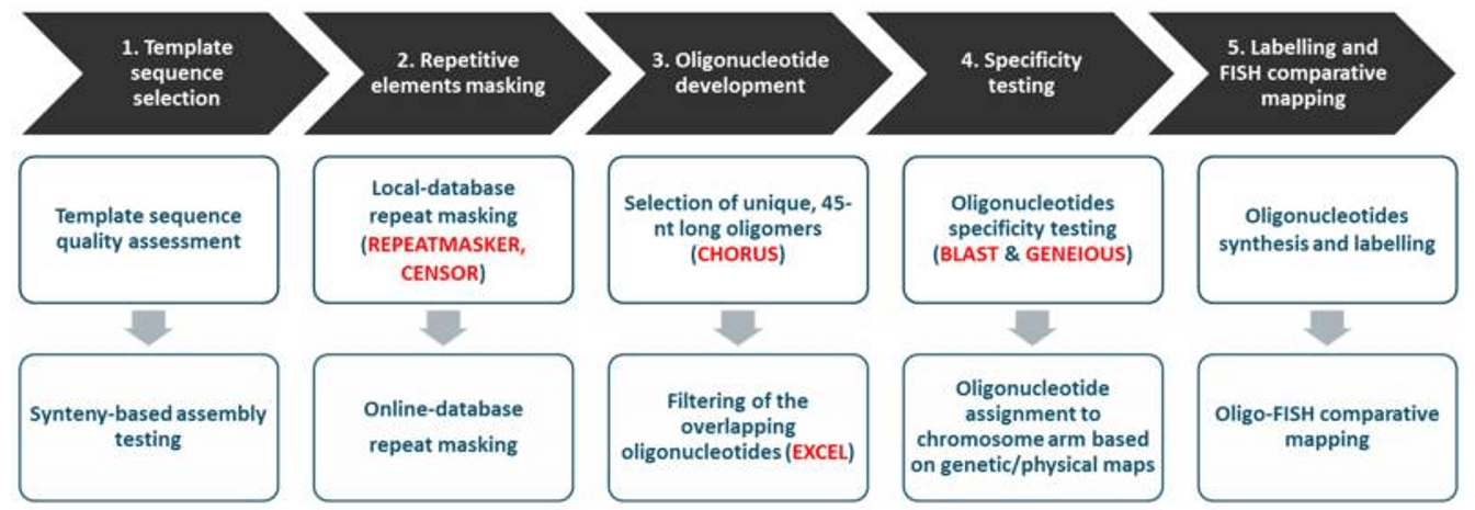 General scheme of oligonucleotide-based probe development.