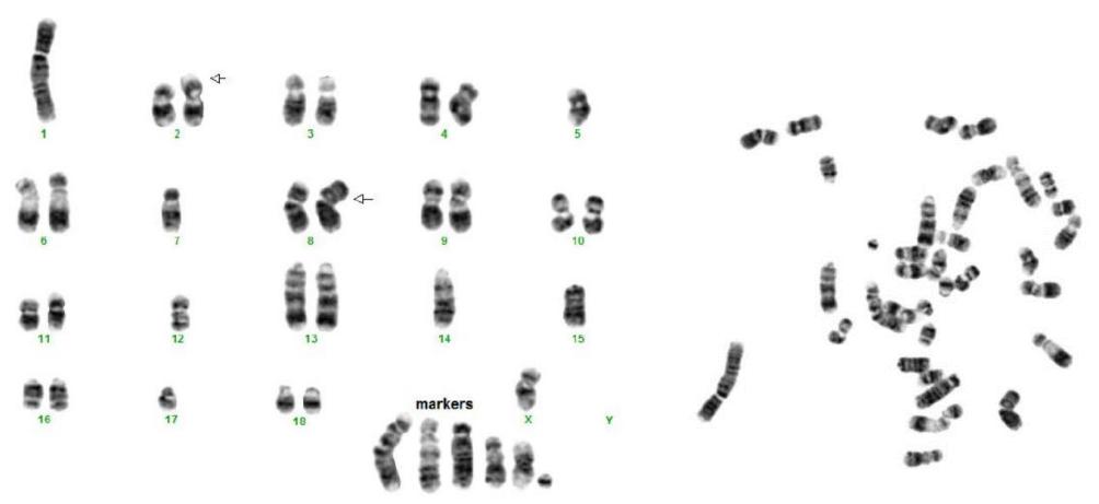 Figure 1. Pig cell line karyotype generated from cultured cells.