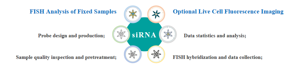The main points of siRNA FISH service. - Creative Bioarray