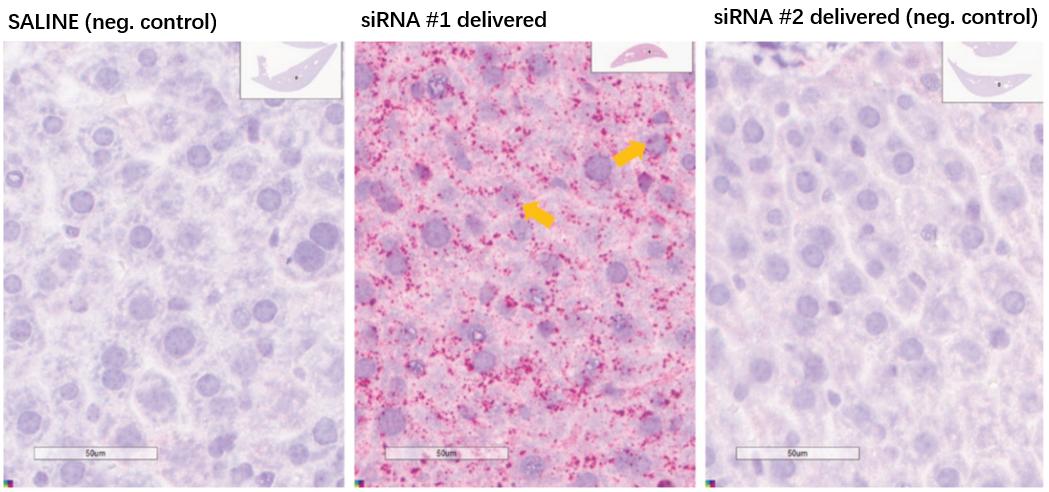 siRNA ASO Target mRNA Biodistribution Analysis