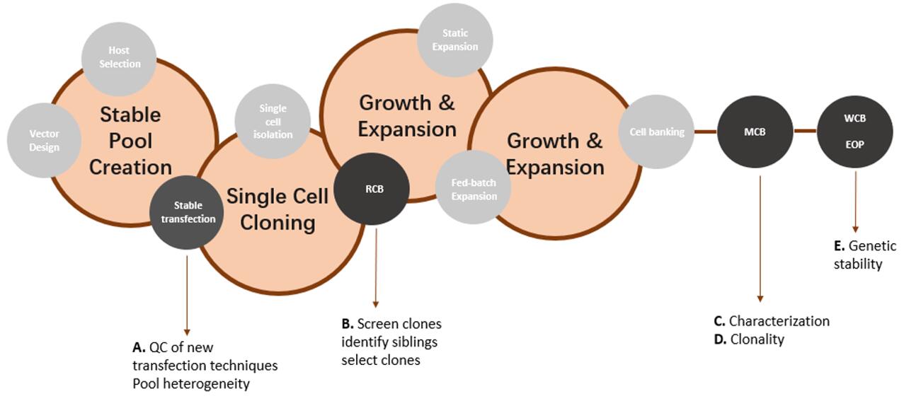 Overview of different stages of cell line development (in circles) and the purpose of Transgene Mapping (Locus Amplification and Sequencing) analyses (A-E).
